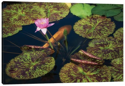 Lily And Fish Pond Canvas Art Print - Lily Art