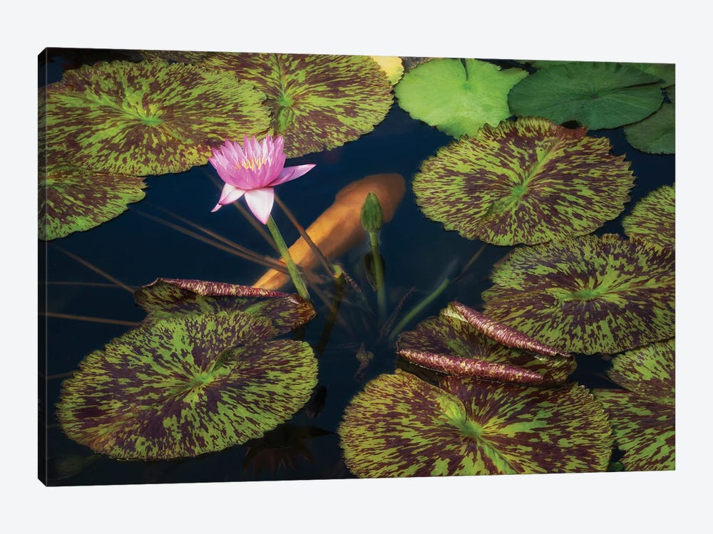 Lily And Fish Pond by Dennis Frates 1-piece Canvas Art