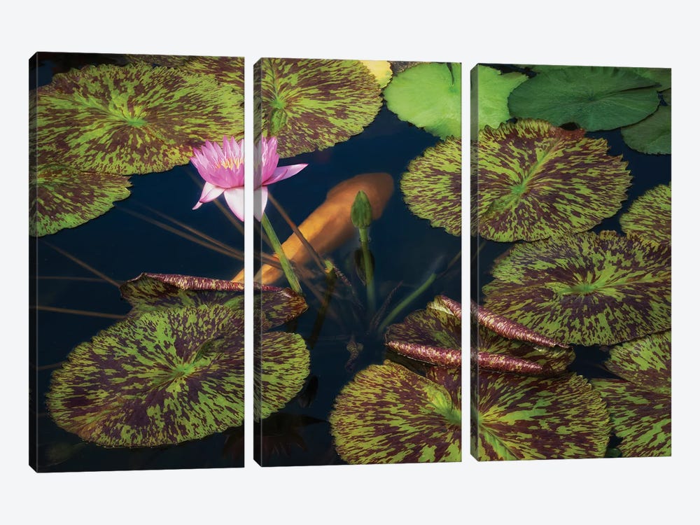 Lily And Fish Pond by Dennis Frates 3-piece Canvas Artwork