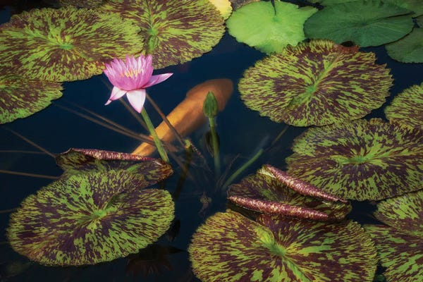 Water Lilies: Lily And Fish Pond by Dennis Frates