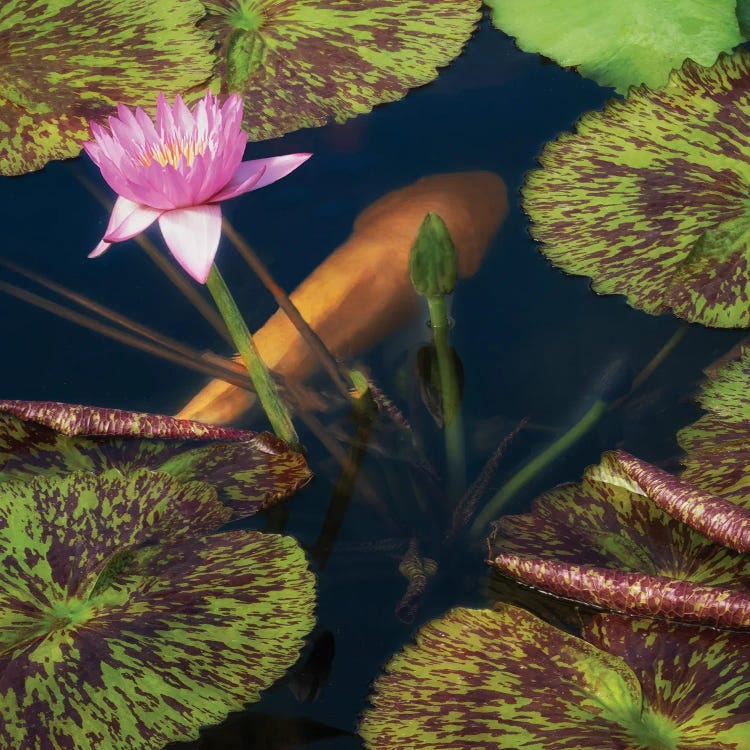 Lily And Fish Pond II