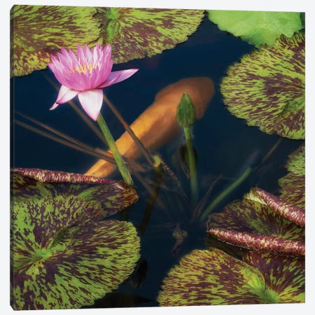 Lily And Fish Pond II Canvas Print #DEN1917} by Dennis Frates Canvas Art