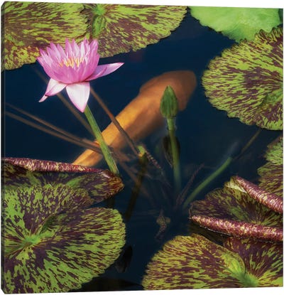 Lily And Fish Pond II Canvas Art Print - Lily Art