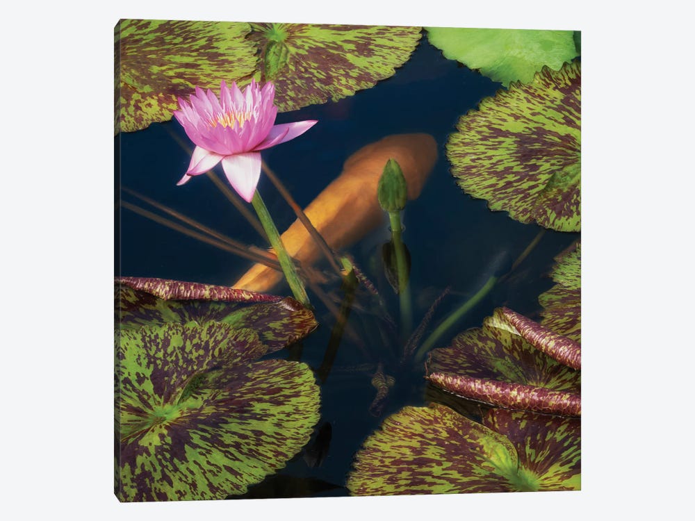 Lily And Fish Pond II by Dennis Frates 1-piece Canvas Art Print
