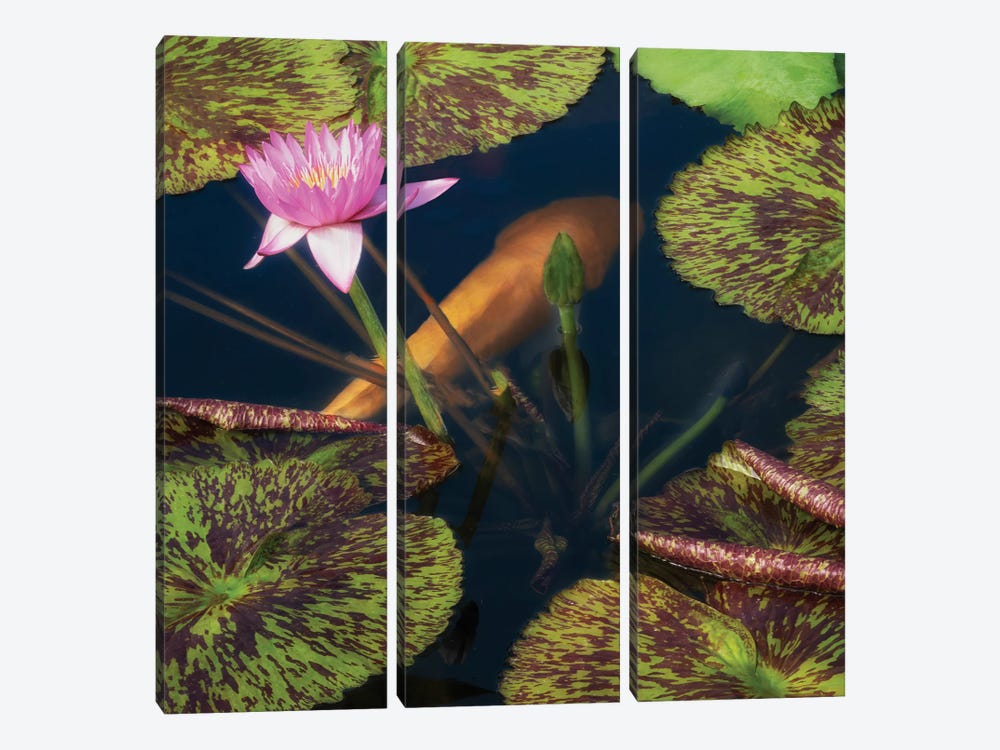 Lily And Fish Pond II by Dennis Frates 3-piece Canvas Print