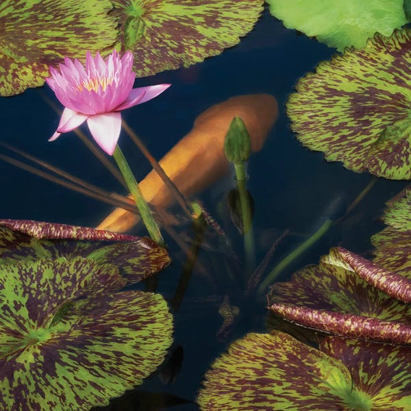 Koi: Lily And Fish Pond II by Dennis Frates