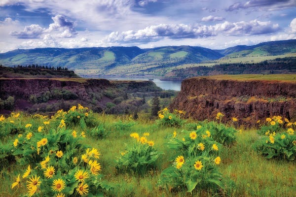 Wildflowers: Gorge Wildflowers by Dennis Frates