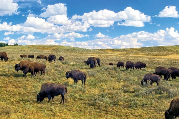Bison & Buffaloes: Buffalo Meadow IV by Dennis Frates