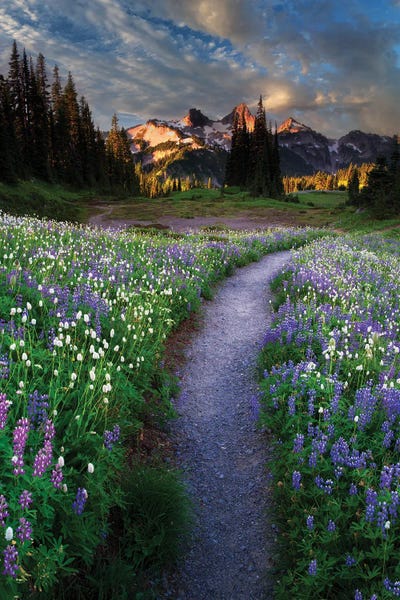 Tatoosh Flower Path by Dennis Frates canvas print
