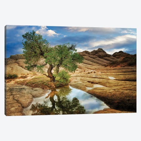 Desert Tree Reflection Canvas Print #DEN1936} by Dennis Frates Canvas Wall Art
