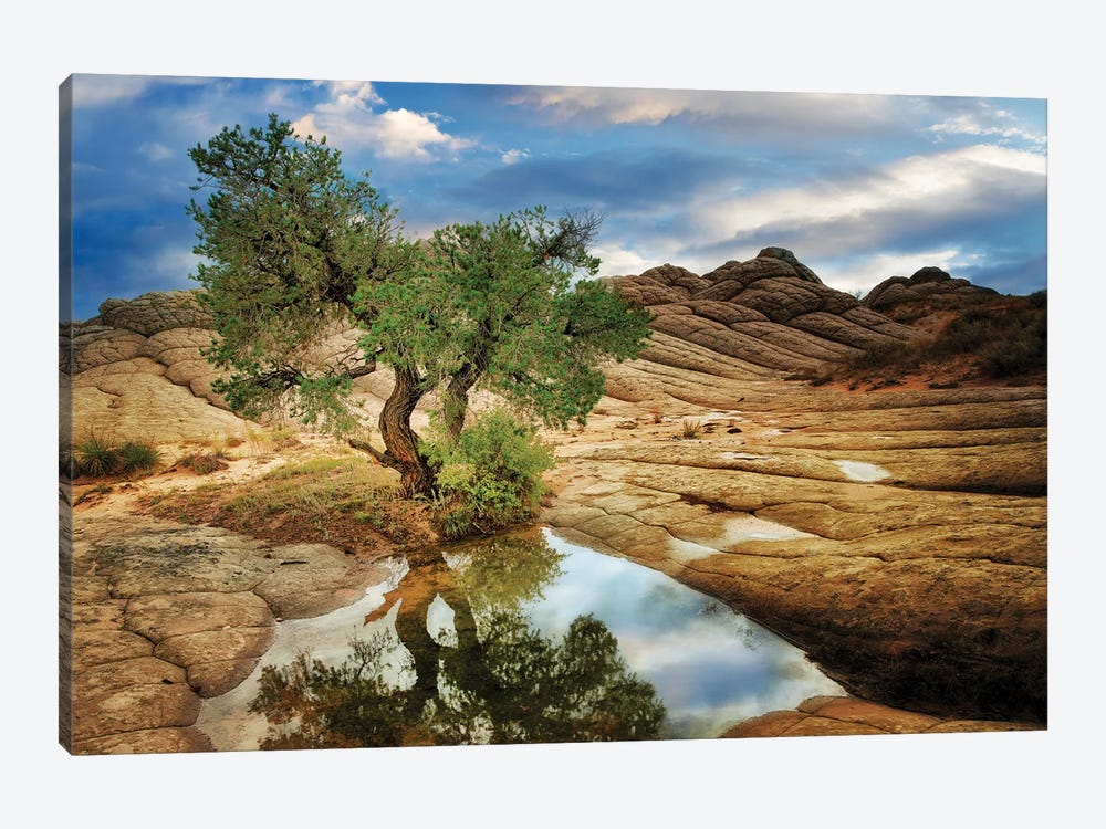 Desert Tree Reflection by Dennis Frates 1-piece Canvas Artwork