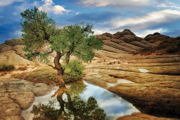 Photography: Desert Tree Reflection by Dennis Frates