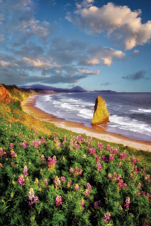 Shoreline Wildflowers