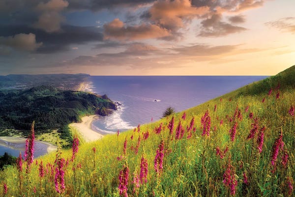 Wildflowers: Coastal Wildflowers III by Dennis Frates