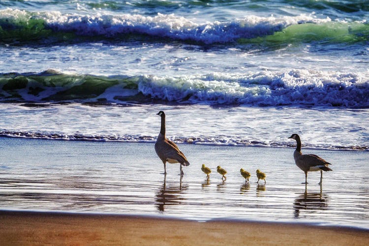 Beachside Goose Family