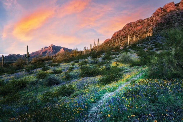 Desert Bloom Trail