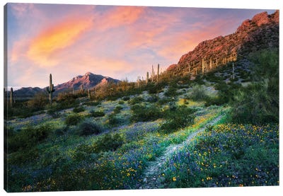 Desert Bloom Trail Canvas Art Print - Dennis Frates