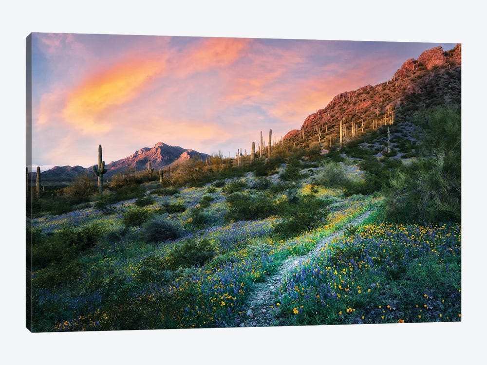 Desert Bloom Trail by Dennis Frates 1-piece Canvas Art