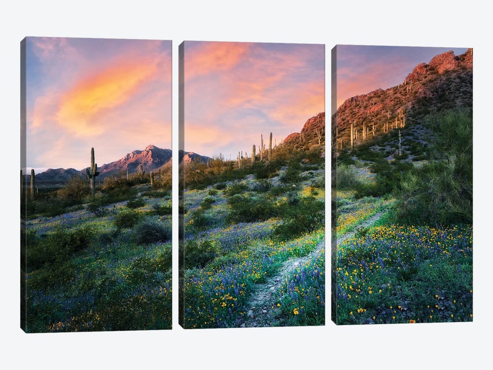 Desert Bloom Trail by Dennis Frates 3-piece Canvas Artwork