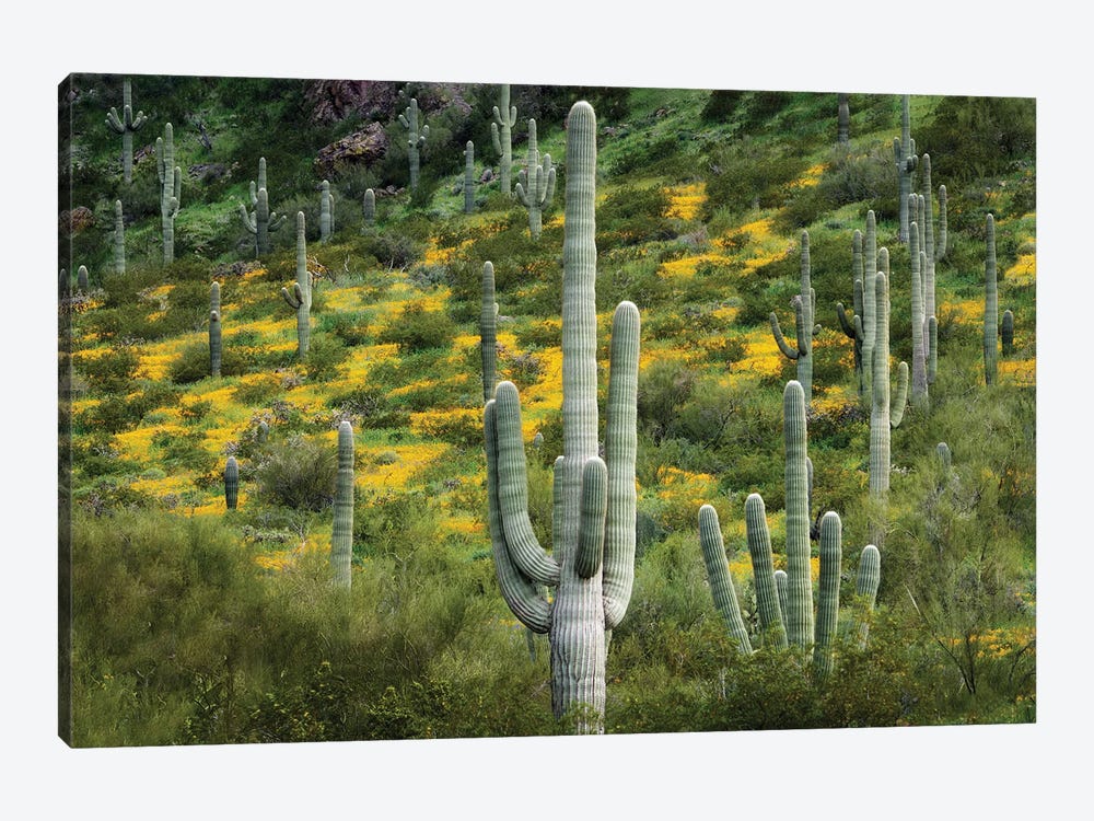 Desert Bloom III by Dennis Frates 1-piece Canvas Art Print