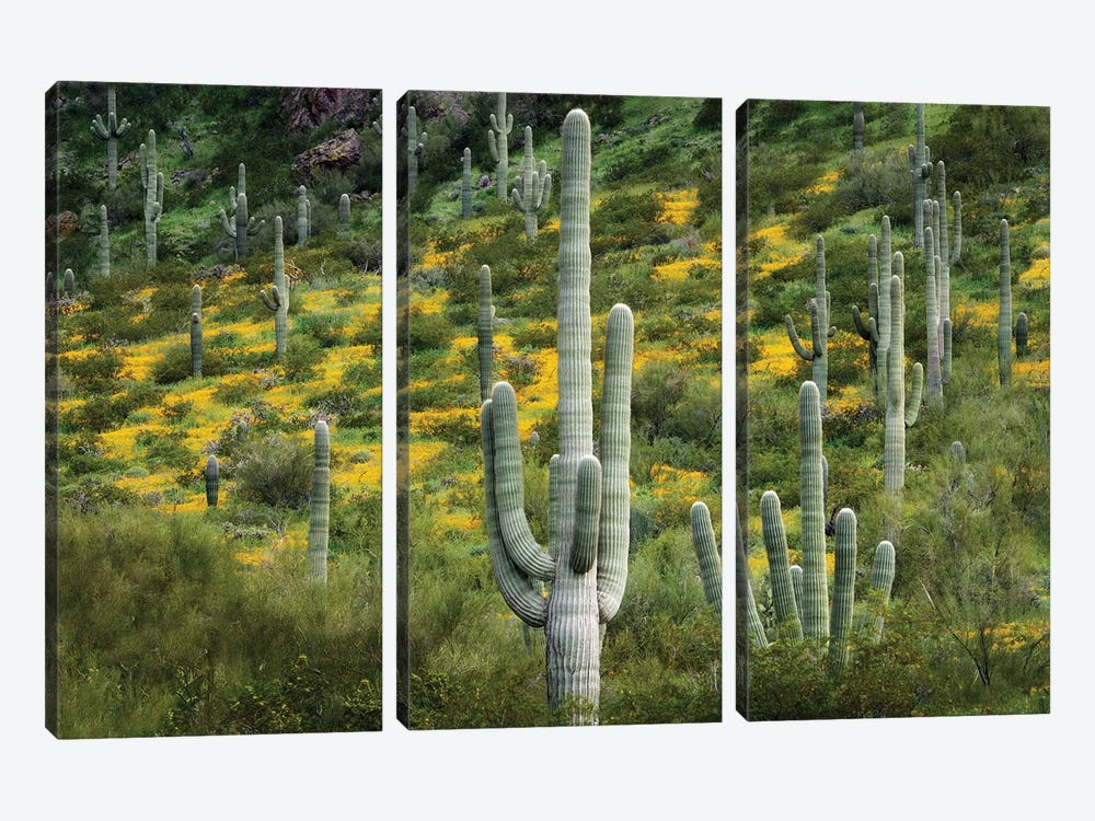 Desert Bloom III by Dennis Frates 3-piece Canvas Print