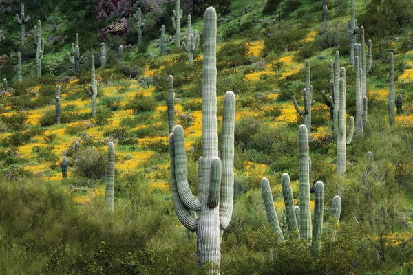 Fine Art Print: Desert Bloom III by Dennis Frates