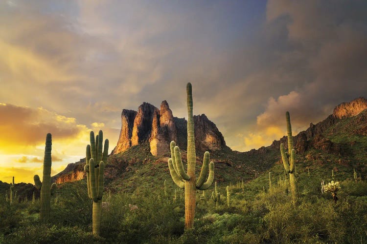 Desert Sunset