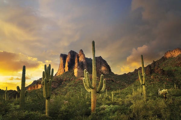 Succulents: Desert Sunset by Dennis Frates