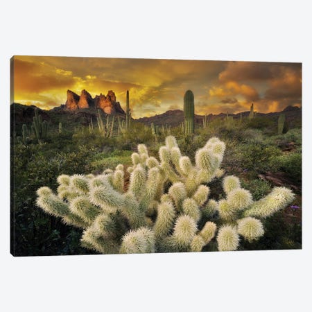 Cholla Desert Sunset Canvas Print #DEN1958} by Dennis Frates Art Print