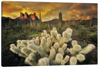 Cholla Desert Sunset Canvas Art Print - Dennis Frates