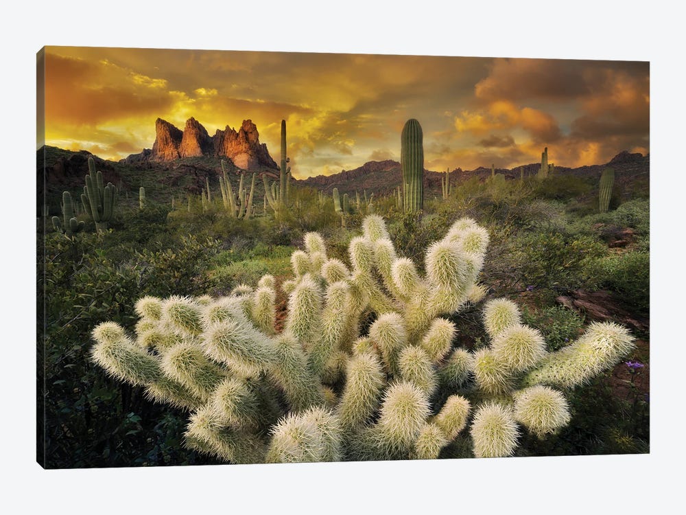 Cholla Desert Sunset by Dennis Frates 1-piece Canvas Artwork