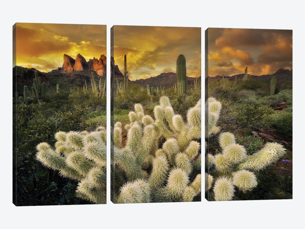 Cholla Desert Sunset by Dennis Frates 3-piece Canvas Art