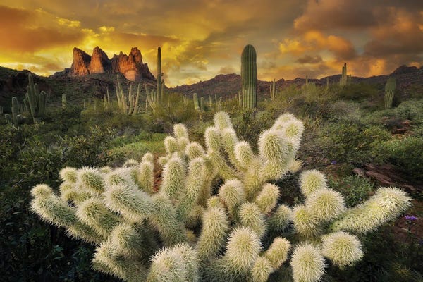 Fine Art Print: Cholla Desert Sunset by Dennis Frates