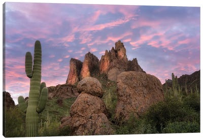 Suguaro Desert Sunset II Canvas Art Print - Dennis Frates
