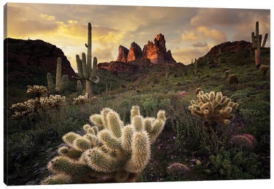 Arizona Desert Sunset Canvas Art Print - Dennis Frates