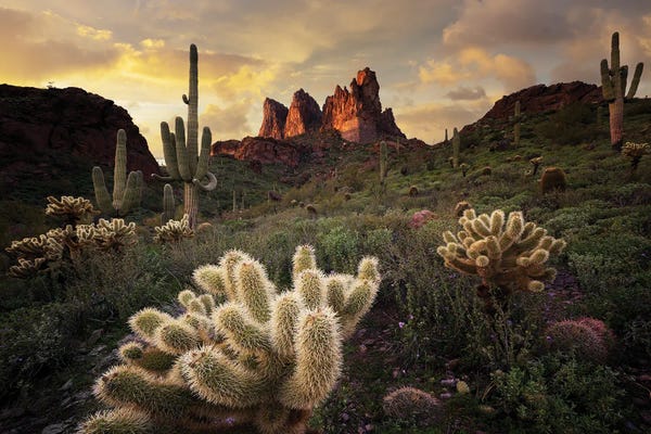 Large Scenic & Landscape Art - Canvas Prints: Arizona Desert Sunset by Dennis Frates