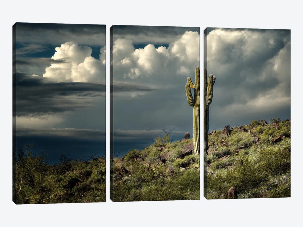 Lone Suguaro by Dennis Frates 3-piece Canvas Wall Art