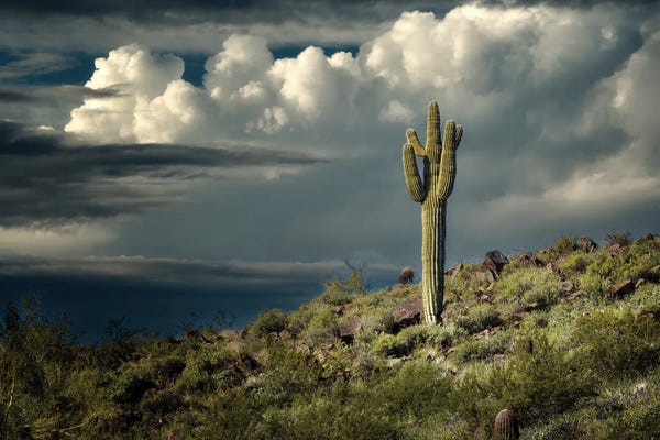 Fine Art Print: Lone Suguaro by Dennis Frates
