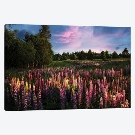 Blooming Meadow Canvas Print #DEN1966} by Dennis Frates Canvas Art Print
