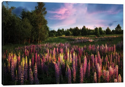 Blooming Meadow Canvas Art Print - Dennis Frates