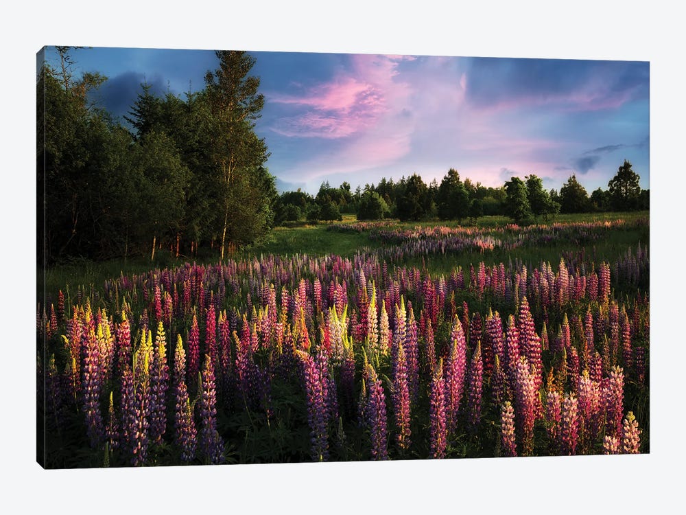 Blooming Meadow by Dennis Frates 1-piece Canvas Art Print
