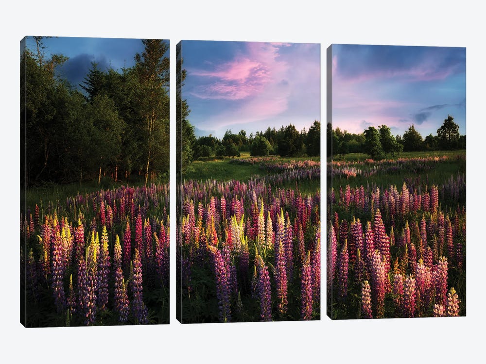Blooming Meadow by Dennis Frates 3-piece Canvas Print