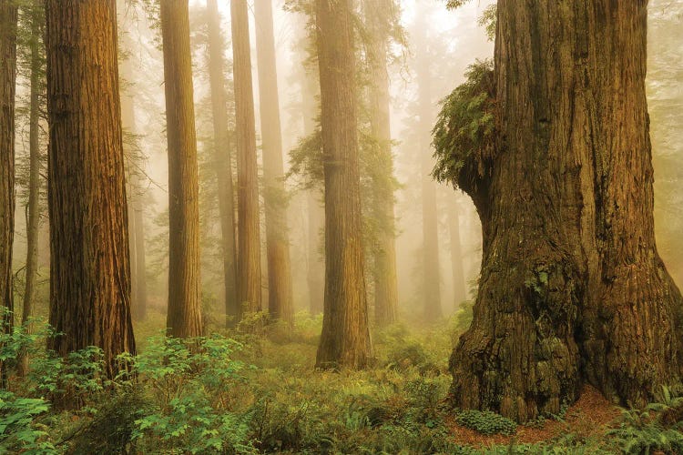 Redwoods In Fog