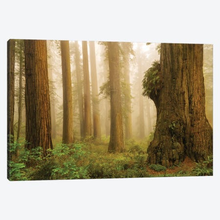 Redwoods In Fog Canvas Print #DEN1967} by Dennis Frates Canvas Art Print