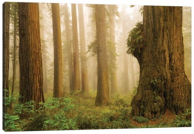 Redwoods In Fog Canvas Art Print - Dennis Frates