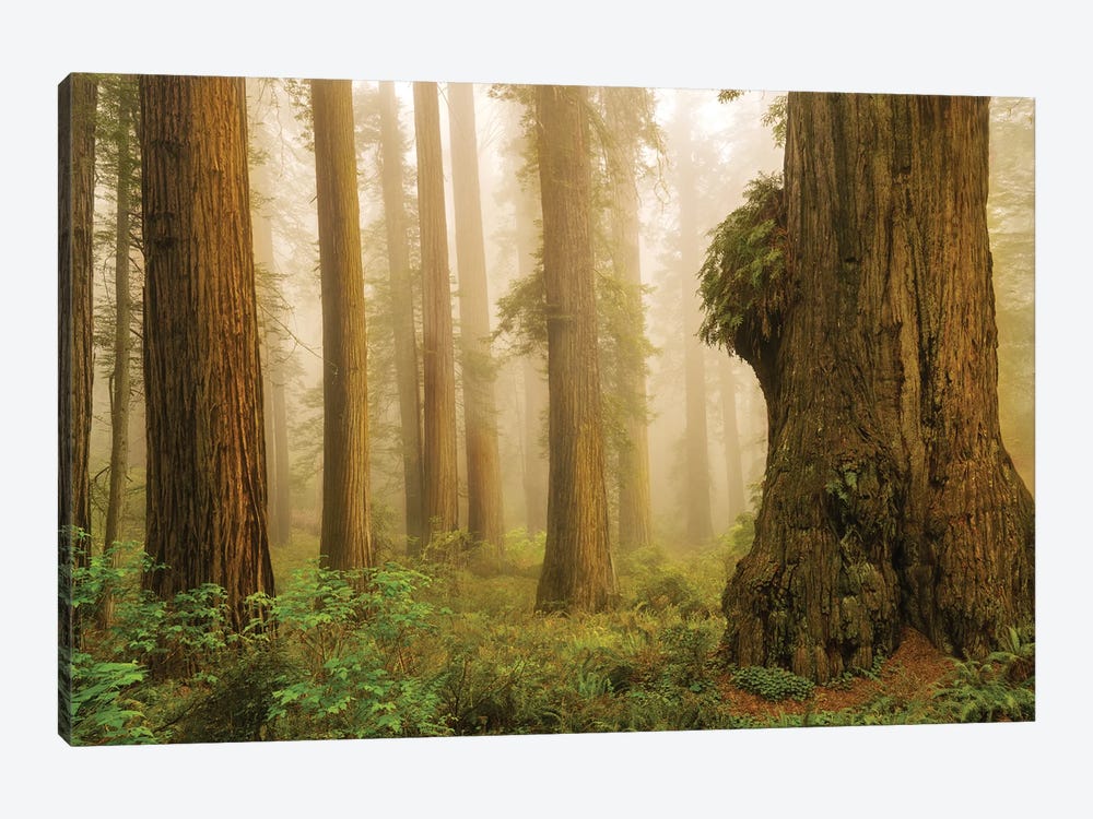 Redwoods In Fog by Dennis Frates 1-piece Canvas Artwork
