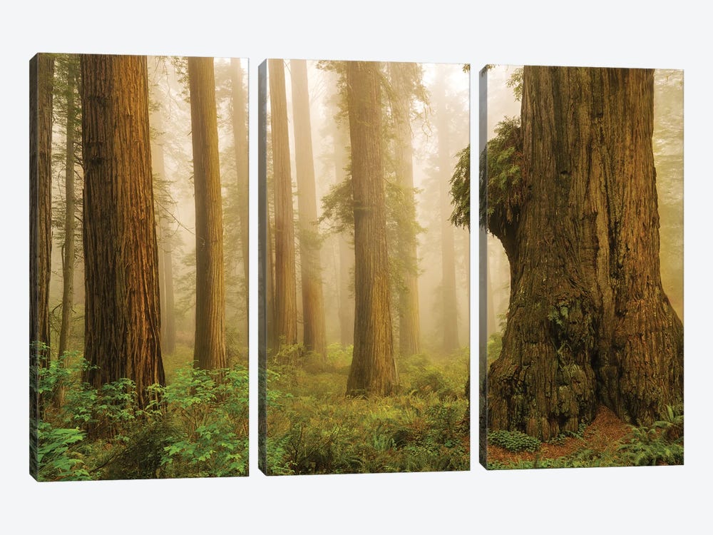 Redwoods In Fog by Dennis Frates 3-piece Canvas Artwork