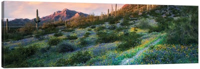 Desert Spring Trail Pano Canvas Art Print - Dennis Frates