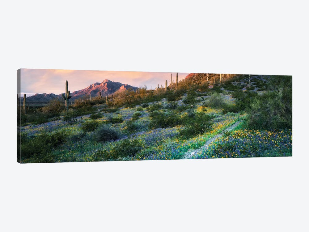 Desert Spring Trail Pano by Dennis Frates 1-piece Canvas Print