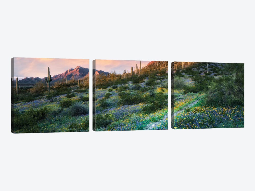 Desert Spring Trail Pano by Dennis Frates 3-piece Canvas Art Print